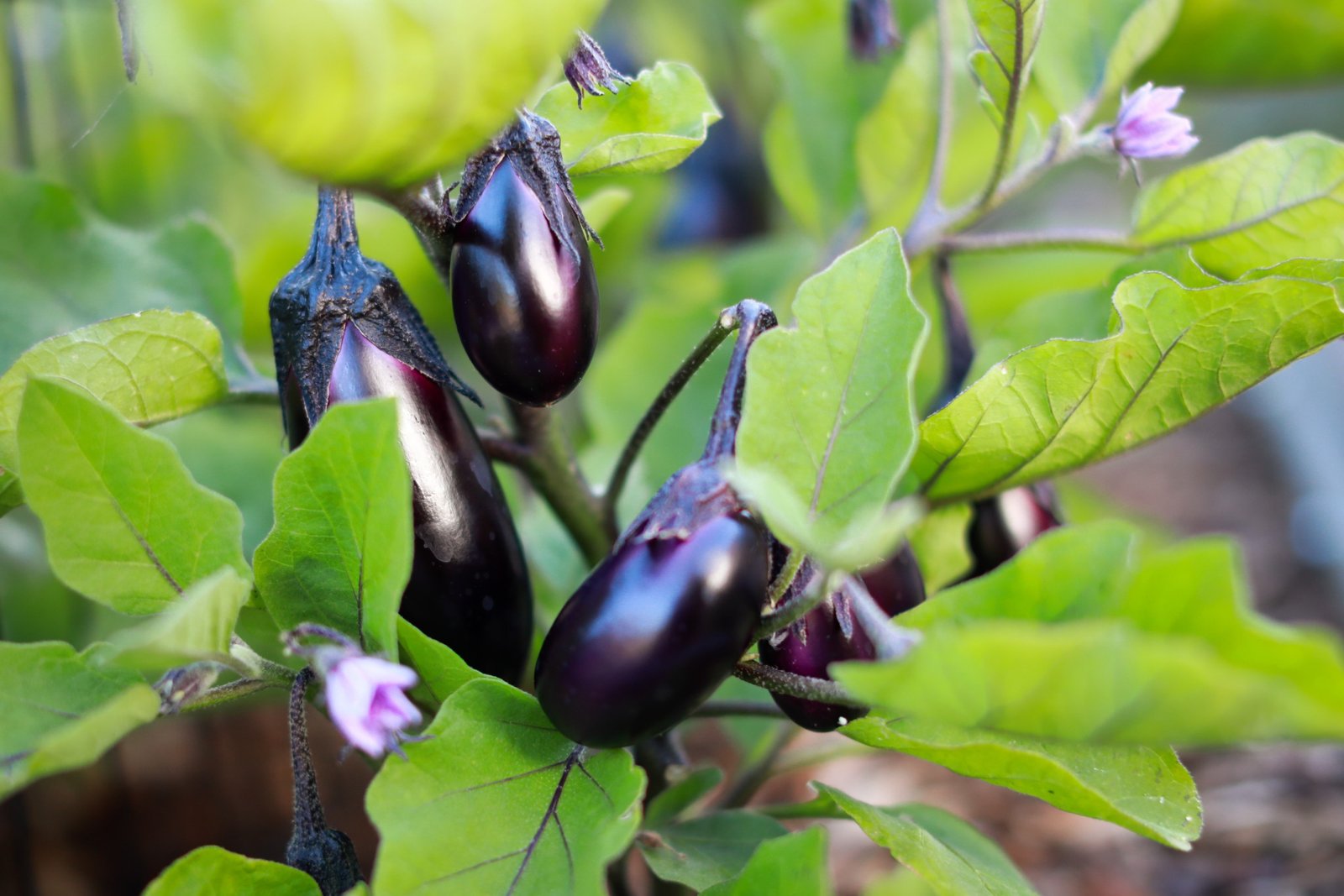 is brinjal good for diabetes