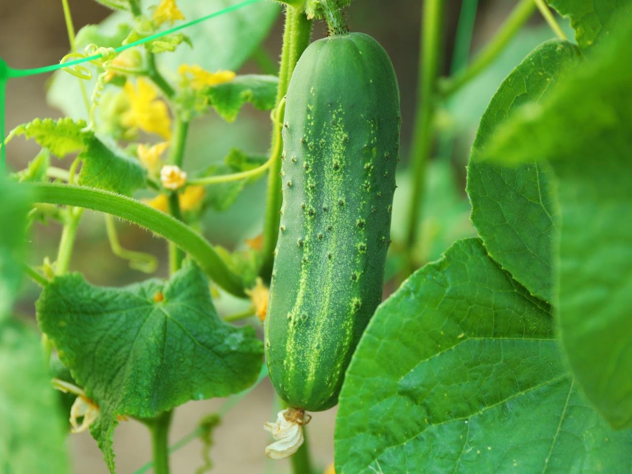 is cucumber good for diabetes