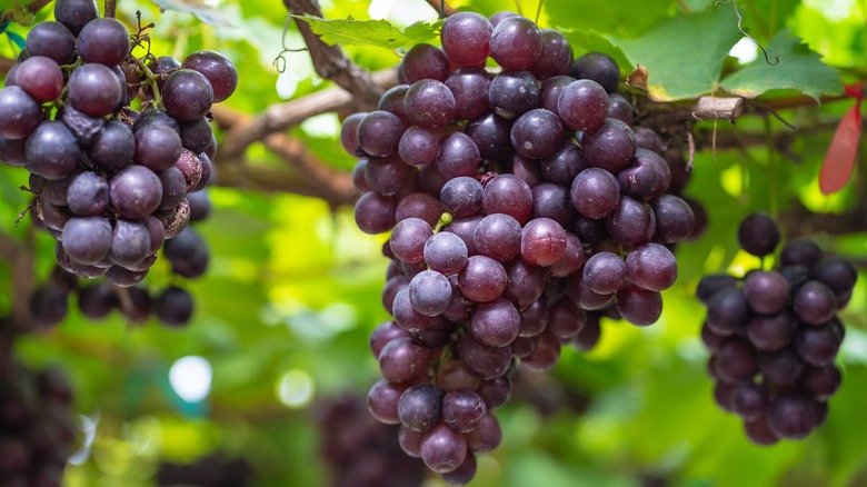 is grapes good for diabetes