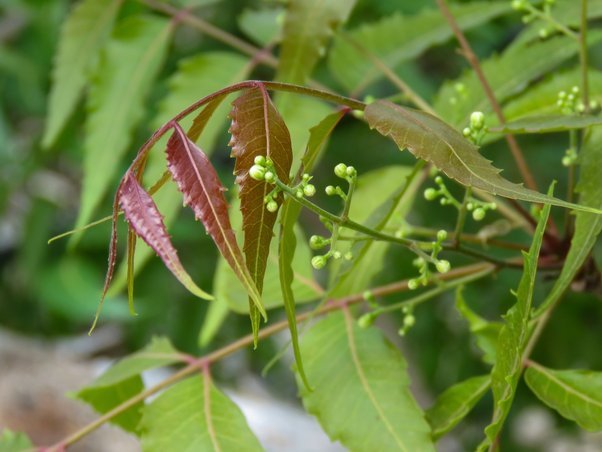 neem for diabetes