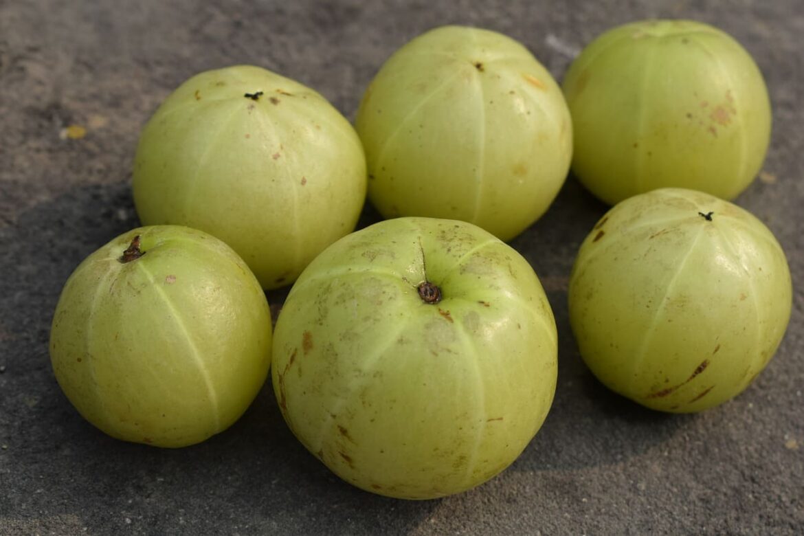 Amla-Juice-Benefits-and-the-best-amla-juice-brand in india amla juice benefits and the best amla juice brand in india