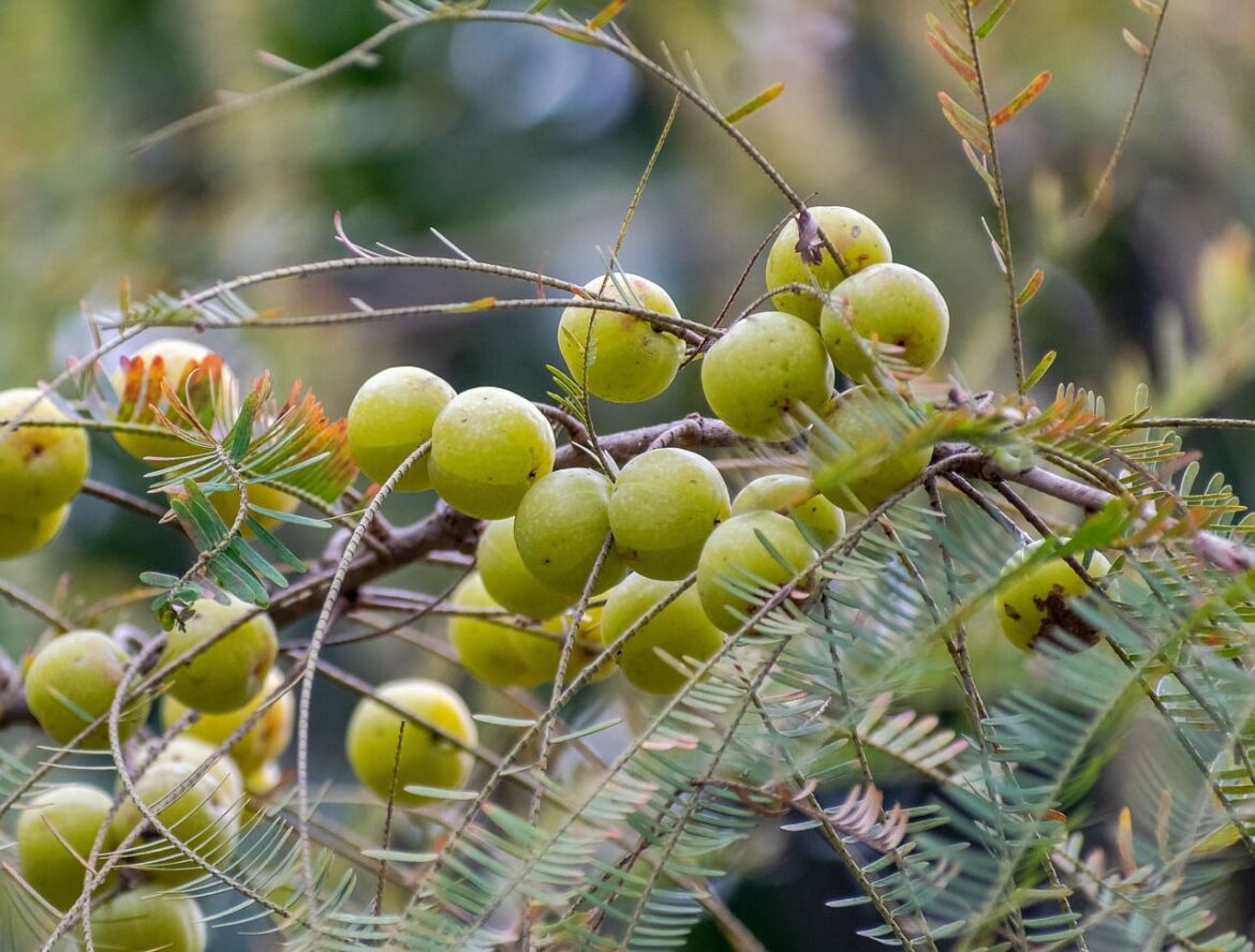 amla-juice-benefits-in-hindi amla juice benefits in hindi